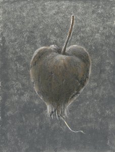 Barringtonia Acutangula（纸上丙烯酸）